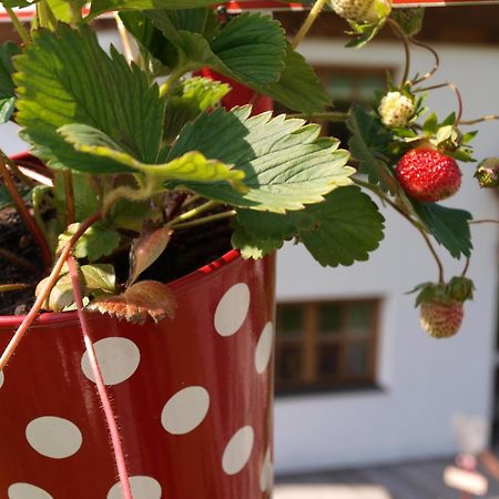 Alpenferienwohnung Strickner Neustift im Stubaital Kültér fotó